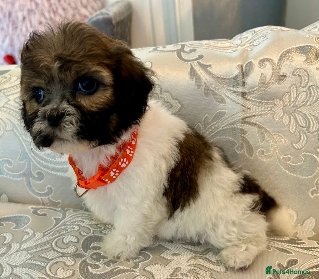 Mixed Breed dogs for sale: La Chon Puppies!  - Image 15
