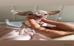 Chiweenie dogs for sale: CHIWEENIES, MICROCHIPPED,VACCINATED,HEALTHCHECKED! - Image 6