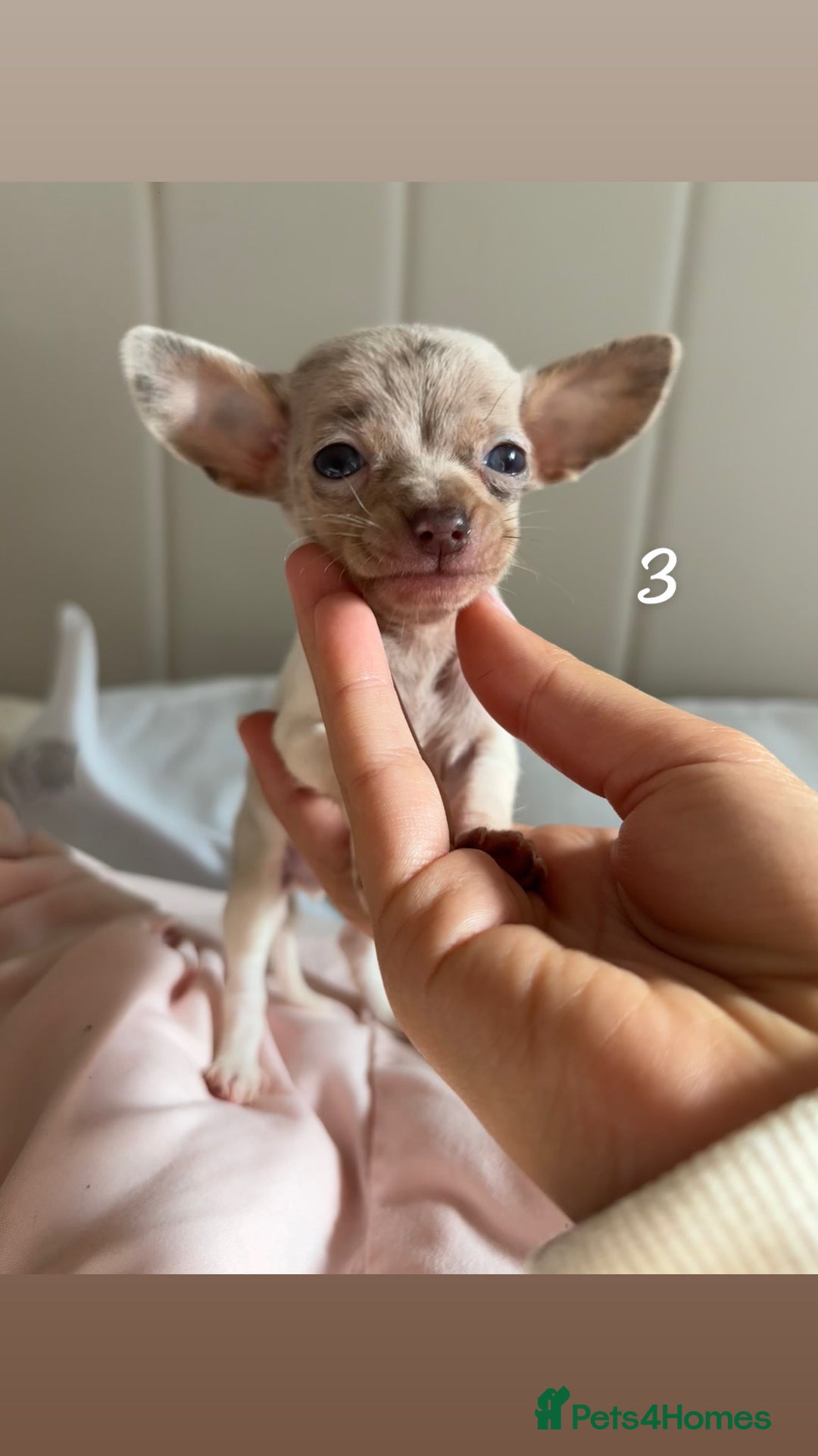 Chiweenie dogs for sale: CHIWEENIES, MICROCHIPPED,VACCINATED,HEALTHCHECKED! - Image 6