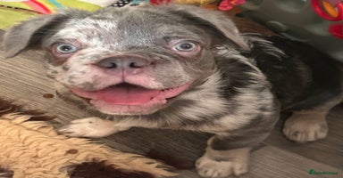French Bulldog dogs in Rotherham - Advert 4