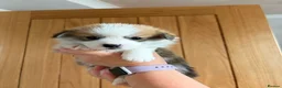 Welsh Corgi Pembroke dogs for sale:  Pembrokeshire Corgi Puppies for sale!🏡 - Advert 7