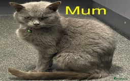Mixed Breed cats for sale: 2 beautiful little grey girls - Image 3