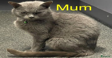 Mixed Breed cats - Advert 8