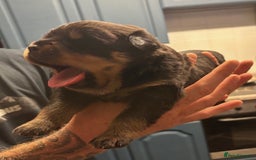Rottweiler dogs for sale:  Rottweiler Puppies - READY NOW! 2 LEFT!  - Image 10