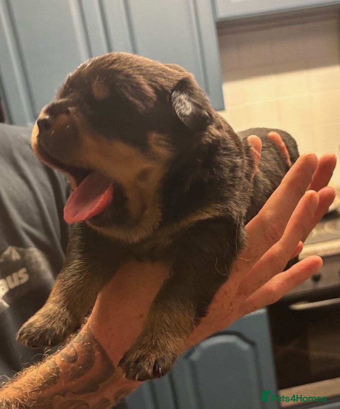 Rottweiler dogs for sale:  Rottweiler Puppies - READY NOW! 2 LEFT!  - Image 10