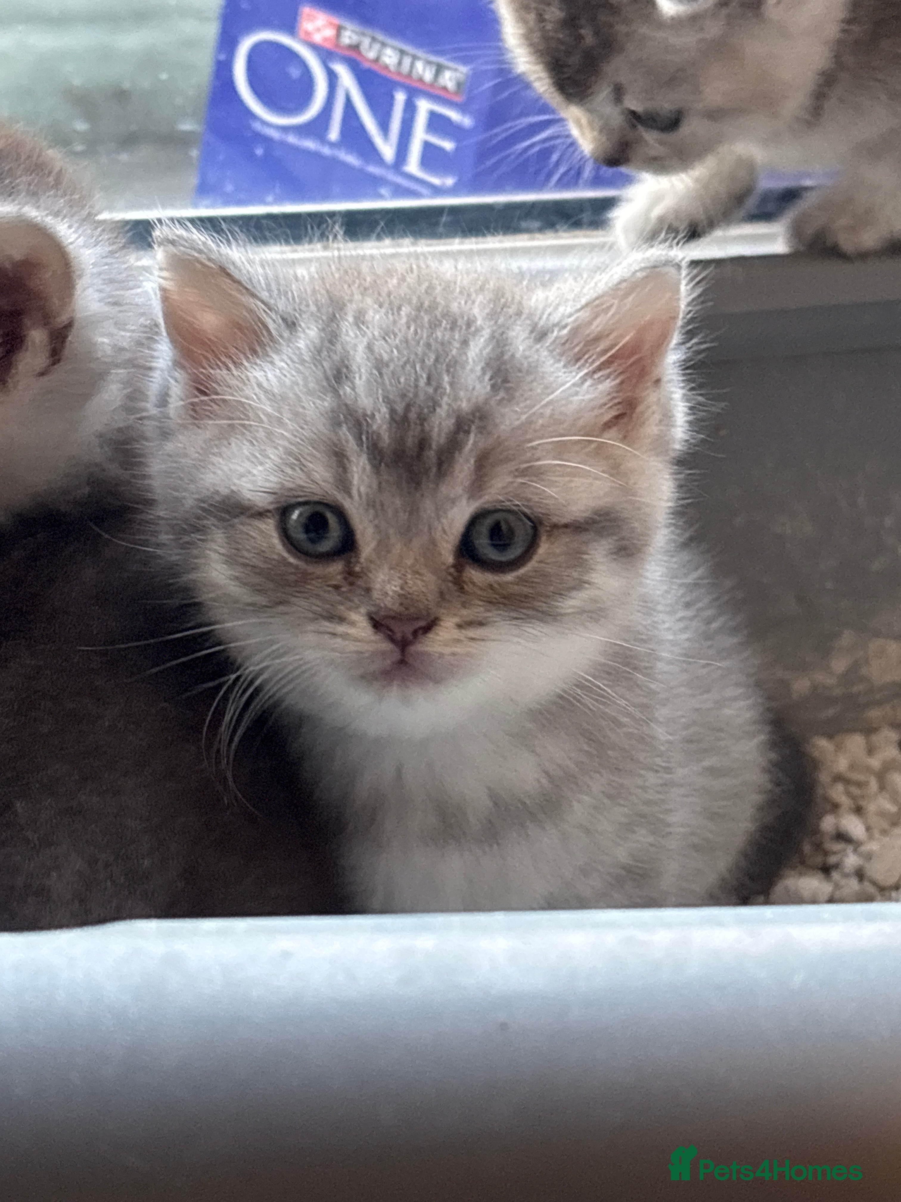 British Shorthair Kitten 3