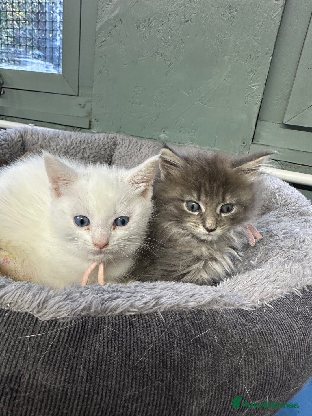 Maine Coon cats for sale: Mainecon x  - Advert 8