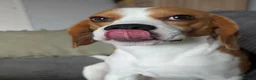 Beagle dogs for stud: Baxter - 2 Year Old Beagle for Stud - Advert 11
