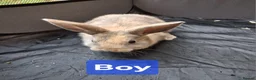 Rex rabbits for sale: 3 Baby bunnies for sale £30 each. in Walsall - Advert 2