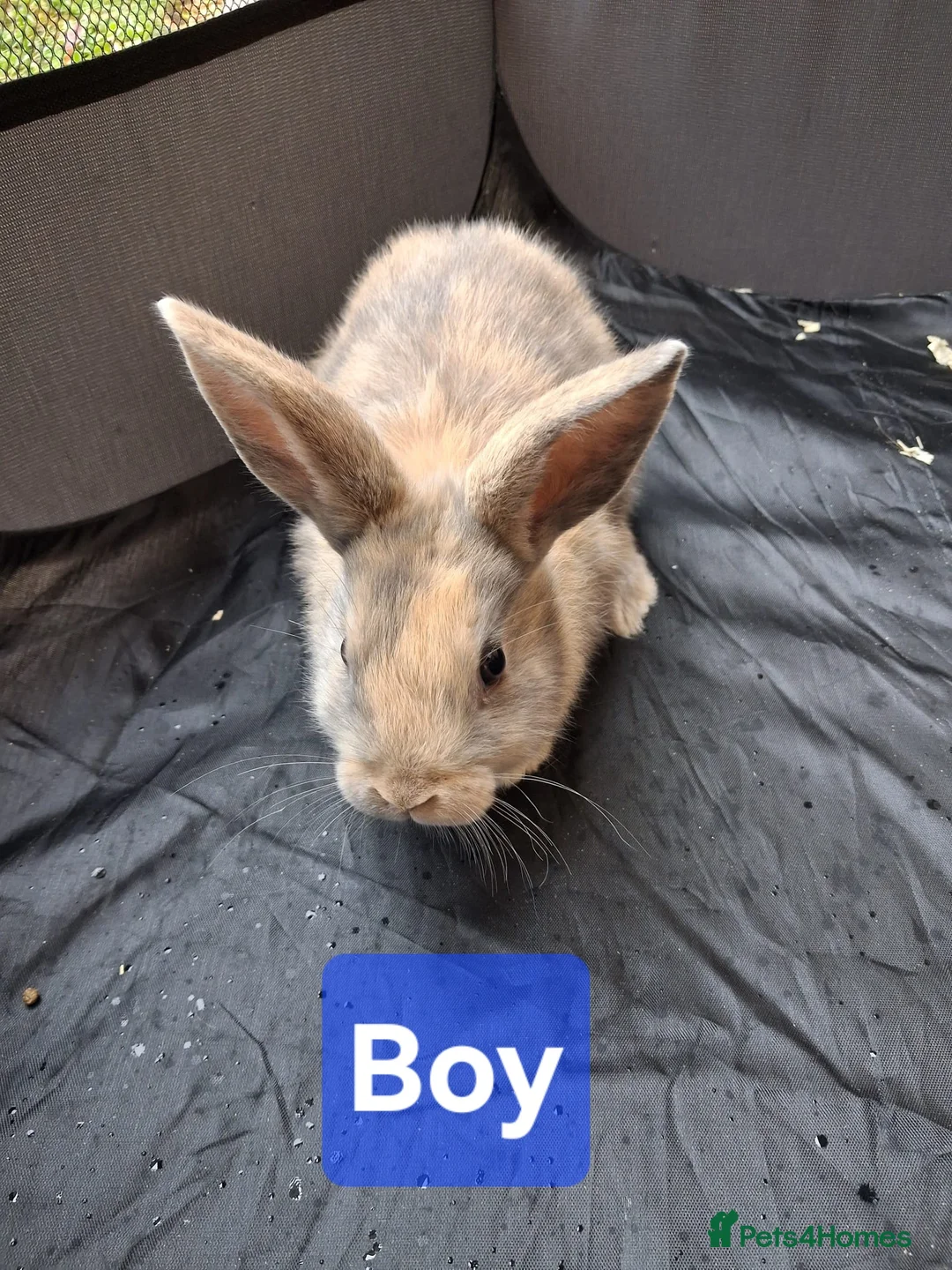 Rex rabbits for sale: 3 Baby bunnies for sale £30 each. in Walsall - Advert 2