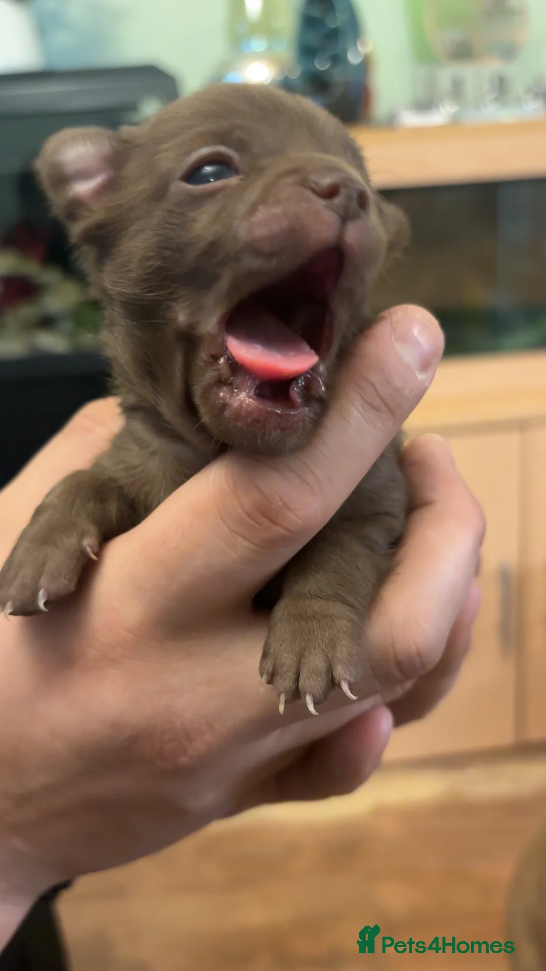 Chihuahua dogs for sale: Tiny pedigree chihuahua puppies  - Advert 4