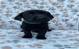 Labrador Retriever dogs for sale: **PEDIGREE, KC REGISTERED AND HIP SCORED** - Image 7