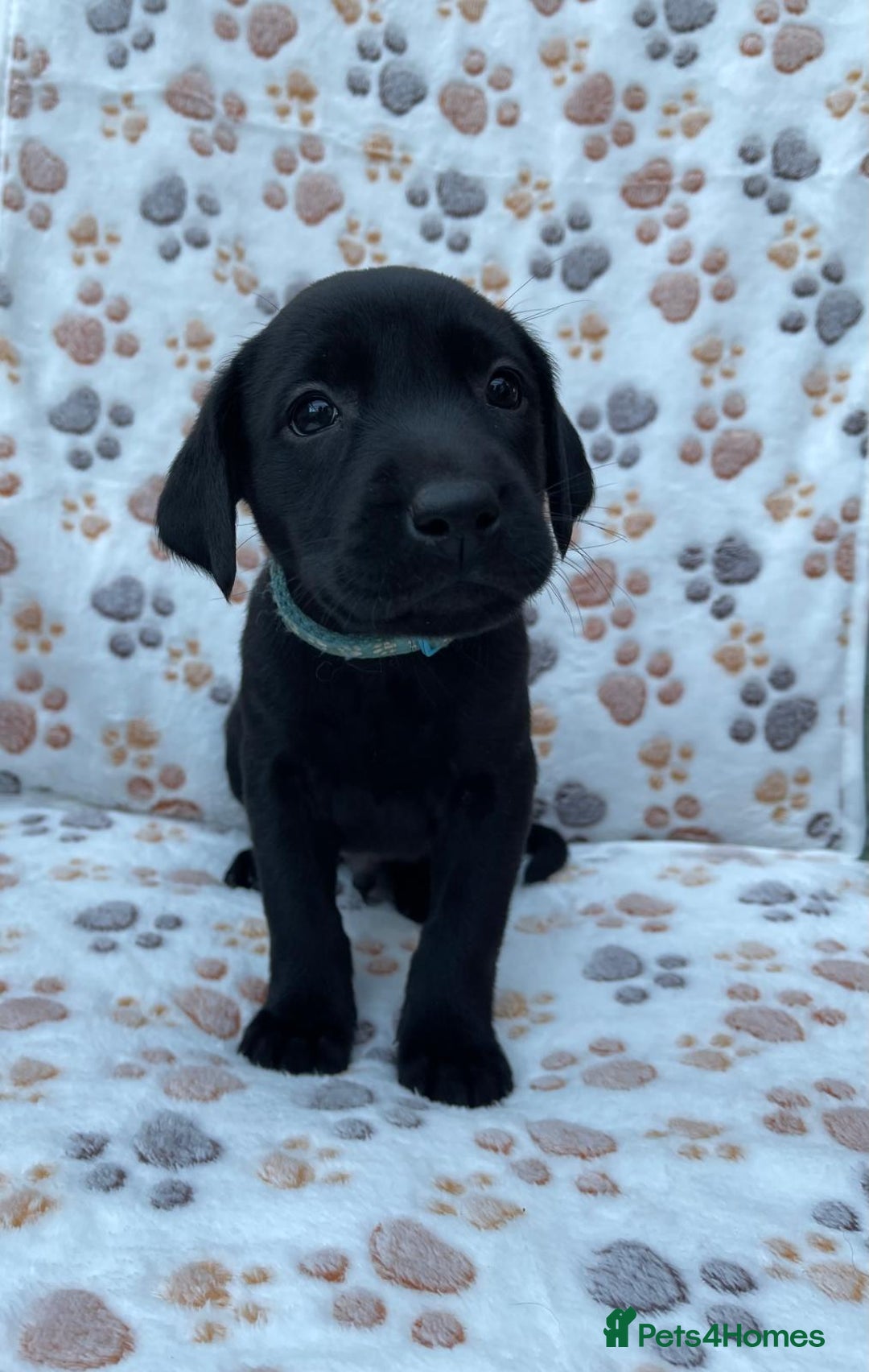 Labrador Retriever dogs for sale: **PEDIGREE, KC REGISTERED AND HIP SCORED** - Image 7