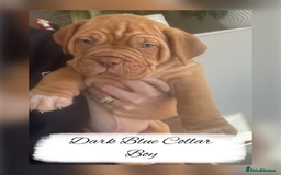 Dogue De Bordeaux dogs for sale: Dogue De Bordeaux Puppies - Image 6