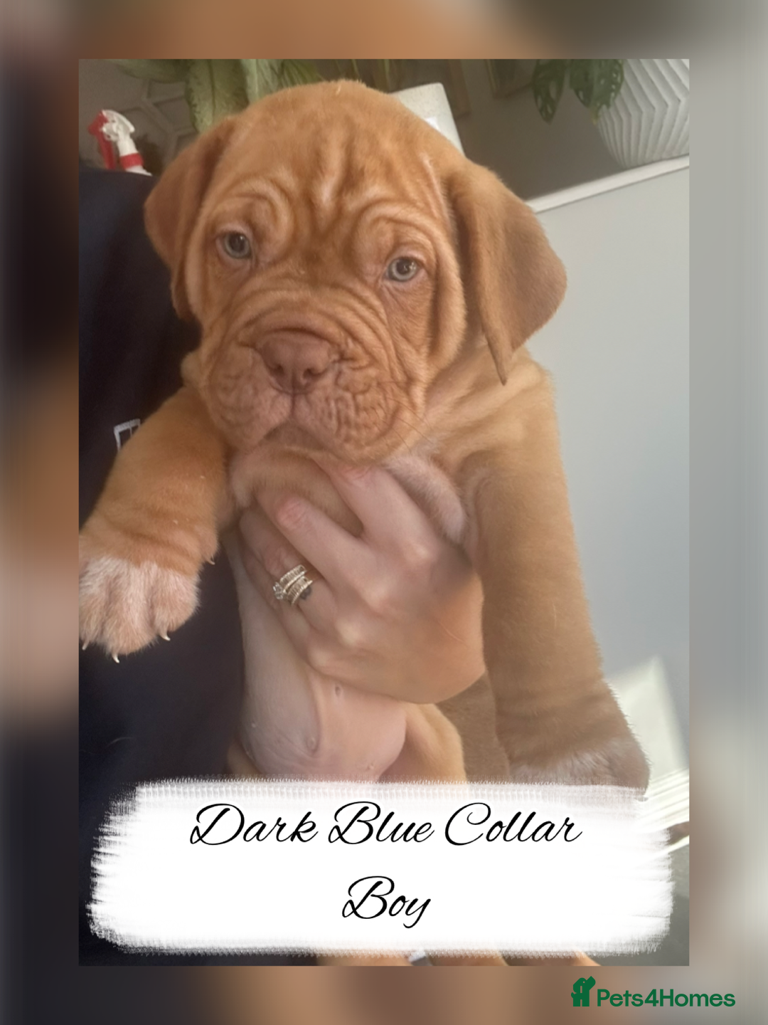 Dogue De Bordeaux dogs for sale: Dogue De Bordeaux Puppies - Image 6