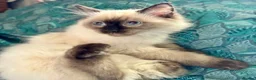 Ragdoll cats for sale: Ragdoll kittens - Advert 18