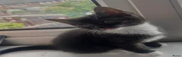 Mixed Breed cats for sale: 3 beautiful kittens in dartford - Advert 4