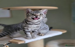 Bengal cats for sale: Two Silver Bengal Sisters  - Image 5