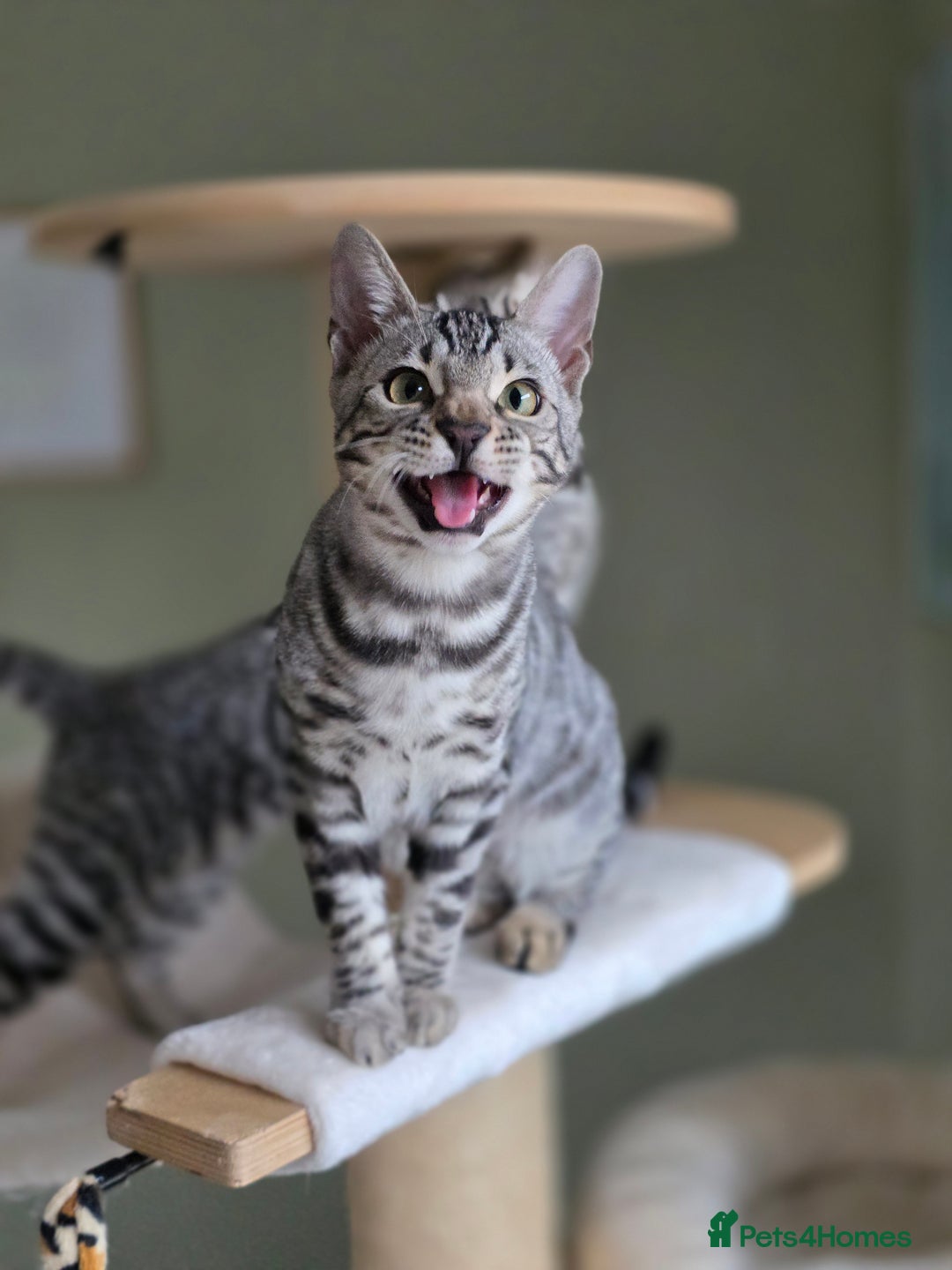 Bengal cats for sale: Two Silver Bengal Sisters  - Image 5