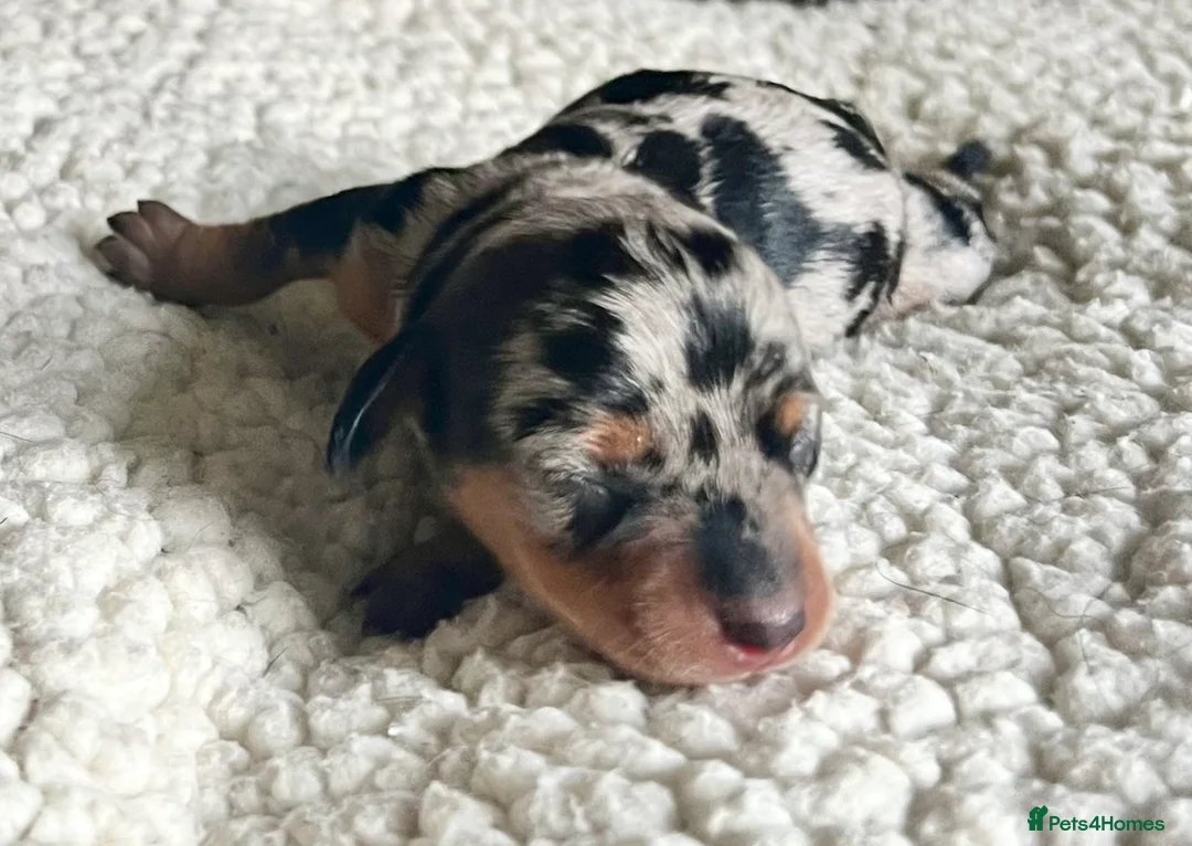 Miniature Dachshund dogs for sale: Min smooth due to leave approx 22 May - Advert 6
