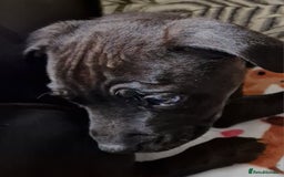 Staffordshire Bull Terrier dogs for sale: Beautiful Staffy Girl - Image 5