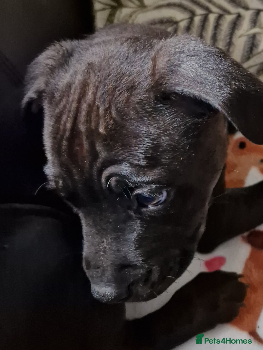 Staffordshire Bull Terrier dogs for sale: Beautiful Staffy Girl - Image 5