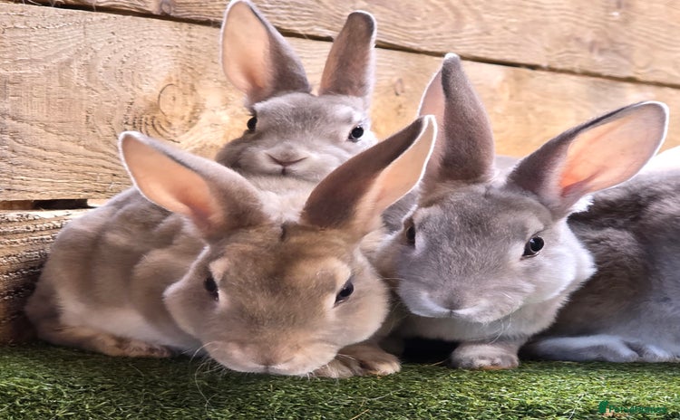 Rex rabbits - Advert 6