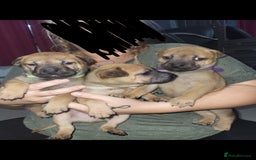 Mixed Breed dogs for sale: Belgian Malinois X Shar-pei puppies  - Image 2