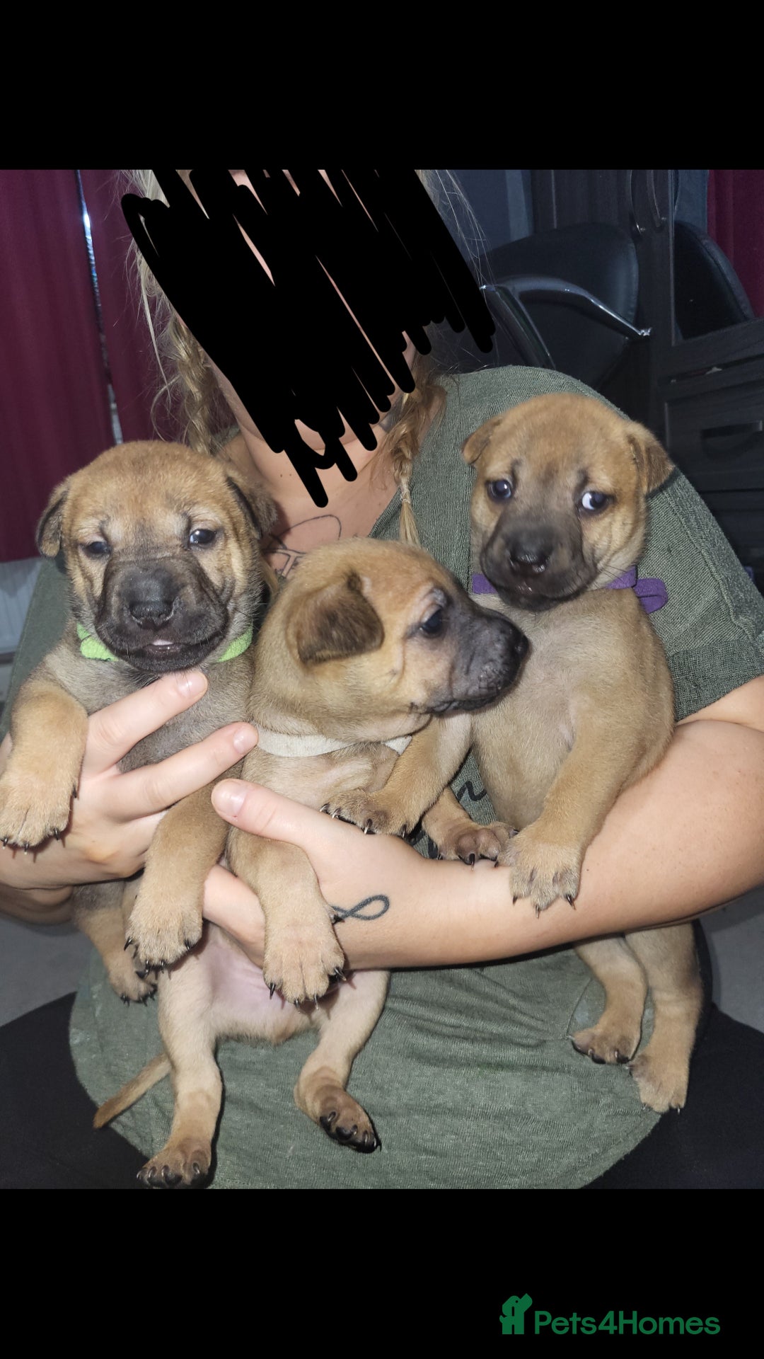 Mixed Breed dogs for sale: Belgian Malinois X Shar-pei puppies  - Image 2