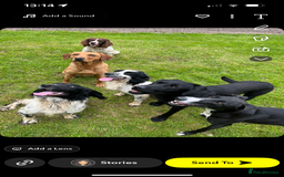 Labrador Retriever dogs for sale: Fox Red Labrador puppies  - Image 22