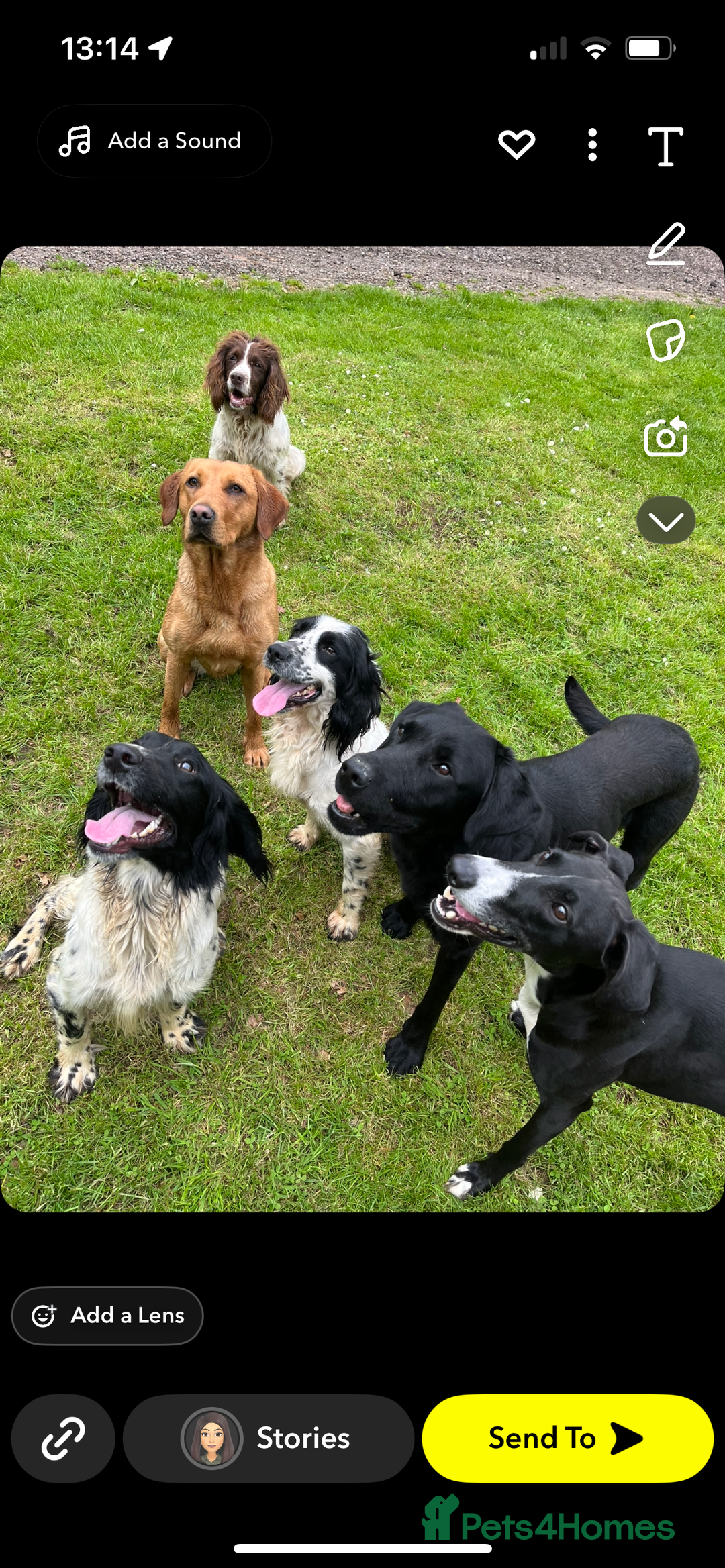 Labrador Retriever dogs for sale: Fox Red Labrador puppies  - Image 22