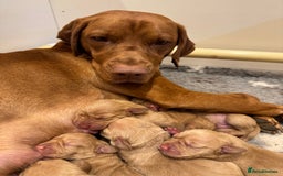 Hungarian Vizsla dogs for sale: Stunning Hungarian Vizsla Pups - Advert 1