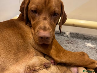 Hungarian Vizsla dogs Stunning Hungarian Vizsla Pups - Advert 1