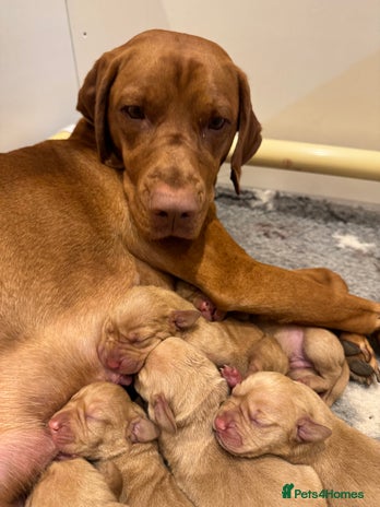 Hungarian Vizsla dogs Stunning Hungarian Vizsla Pups - Advert 1