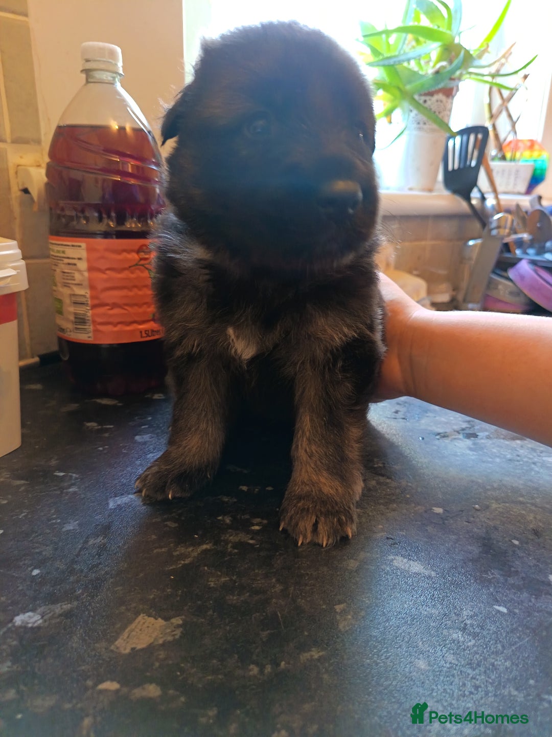 German Shepherd dogs for sale: German Shepherd puppies - Image 11