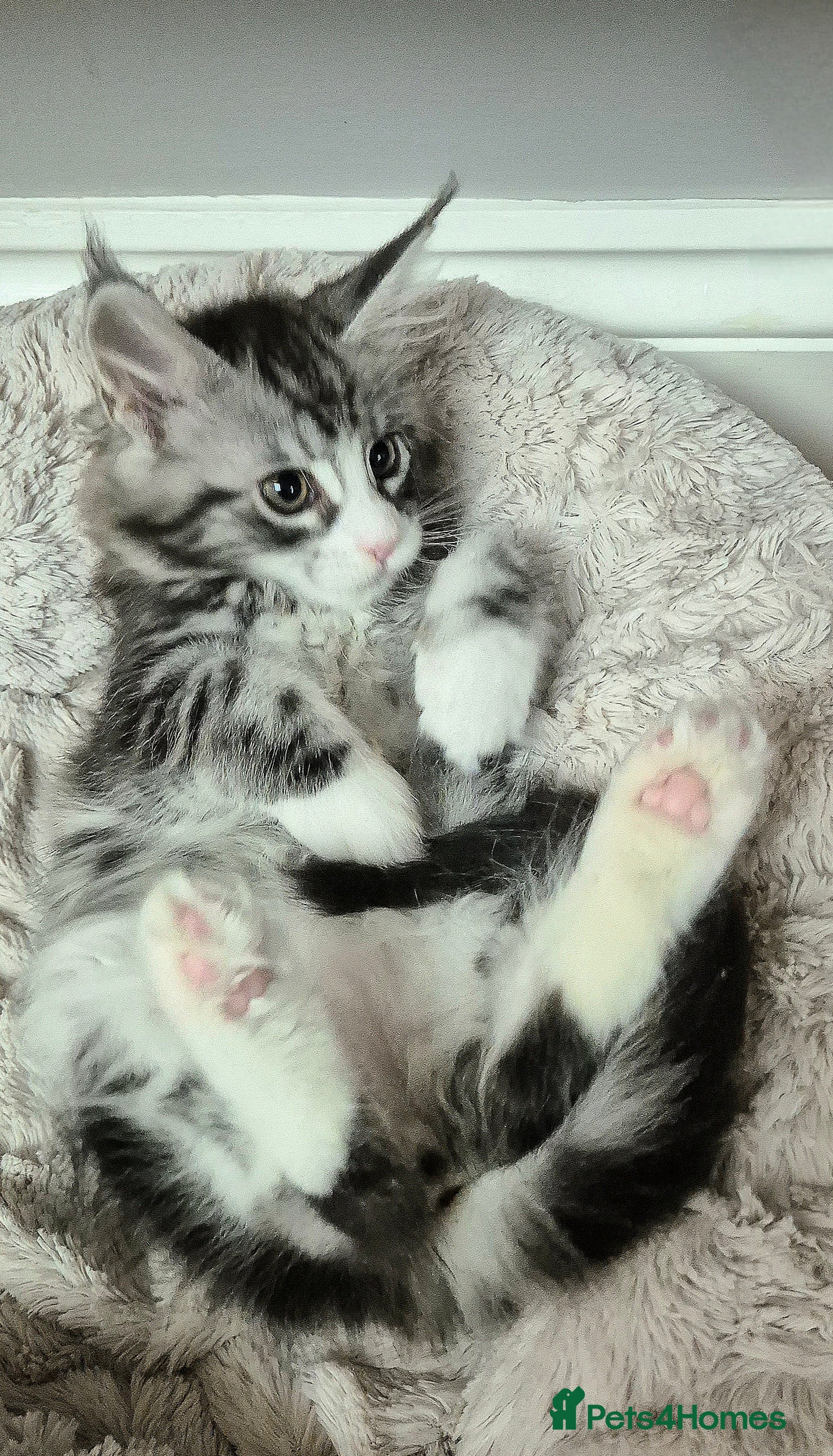 Maine Coon cats 🎀 Affectionate GCCF Pedigree Maine Coon Kitten - Advert 6