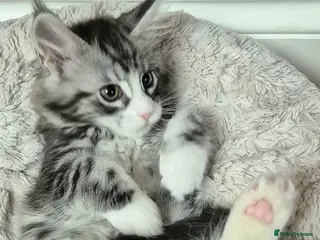 Maine Coon cats 🎀 Affectionate GCCF Pedigree Maine Coon Kitten - Advert 4