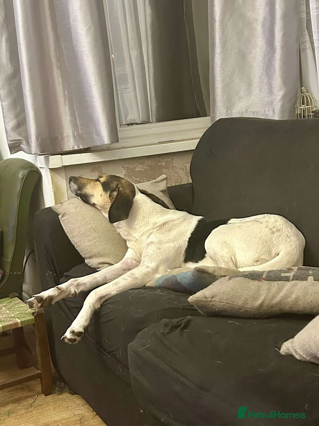 Mixed Breed dogs for adoption: Nora is looking for a loving forever home in Withernsea - Advert 15