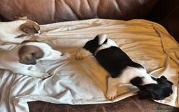 Jack Russell dogs for sale: Jack Russell puppies for sale - Image 9