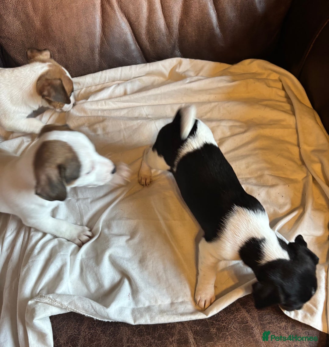 Jack Russell dogs for sale: Jack Russell puppies for sale - Image 9