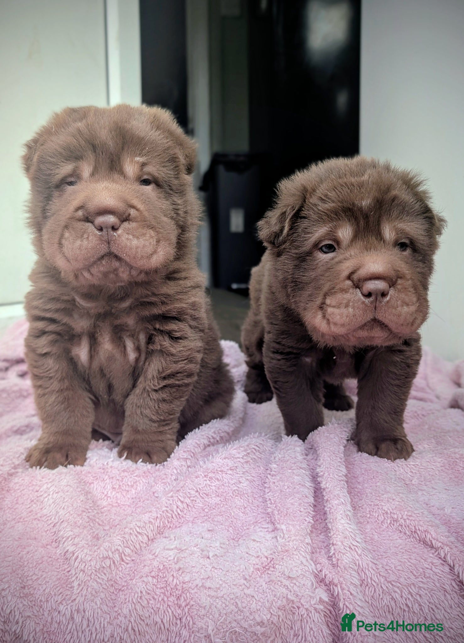 Shar Pei dogs Ready to leave in 2 weeks. Bearcoat sharpeis - Advert 1