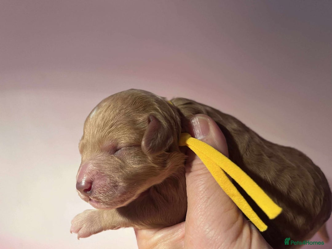 Cavapoo dogs for sale: 5⭐️Licensed+DNA tested+Vet Checked - Image 15