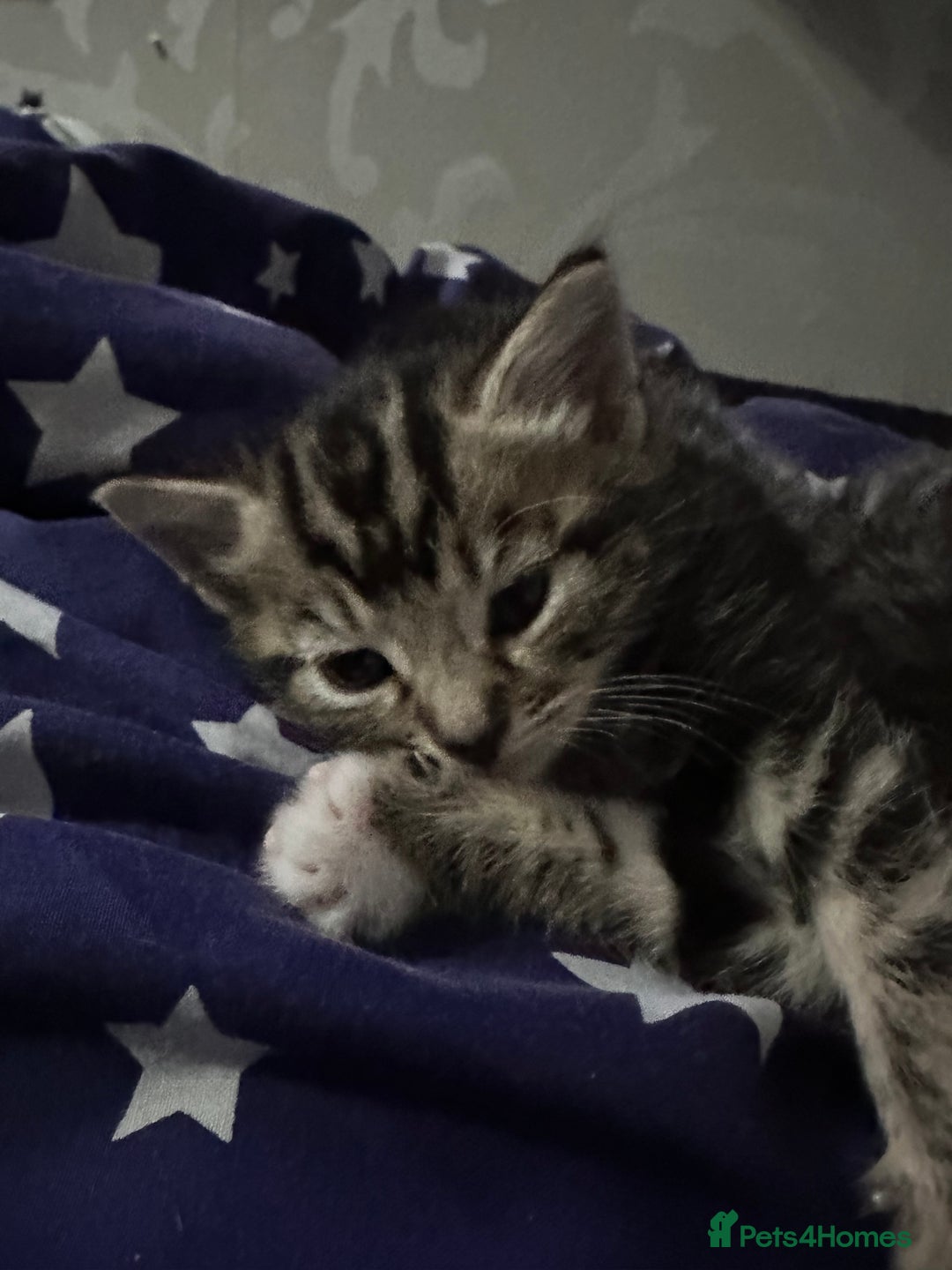 Mixed Breed cats for sale: 2 male kittens  - Advert 7