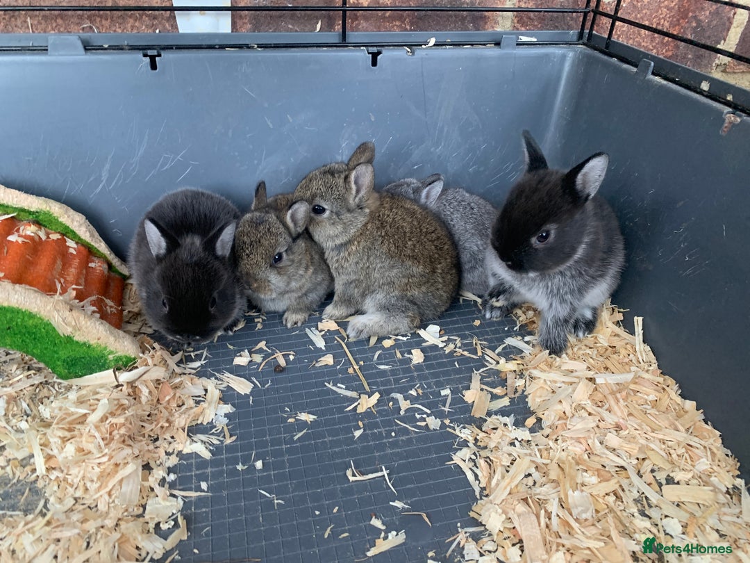 Netherland Dwarf rabbits for sale: Gorgeous Netherland Dwarf Rabbits - Ready in Sept - Image 8
