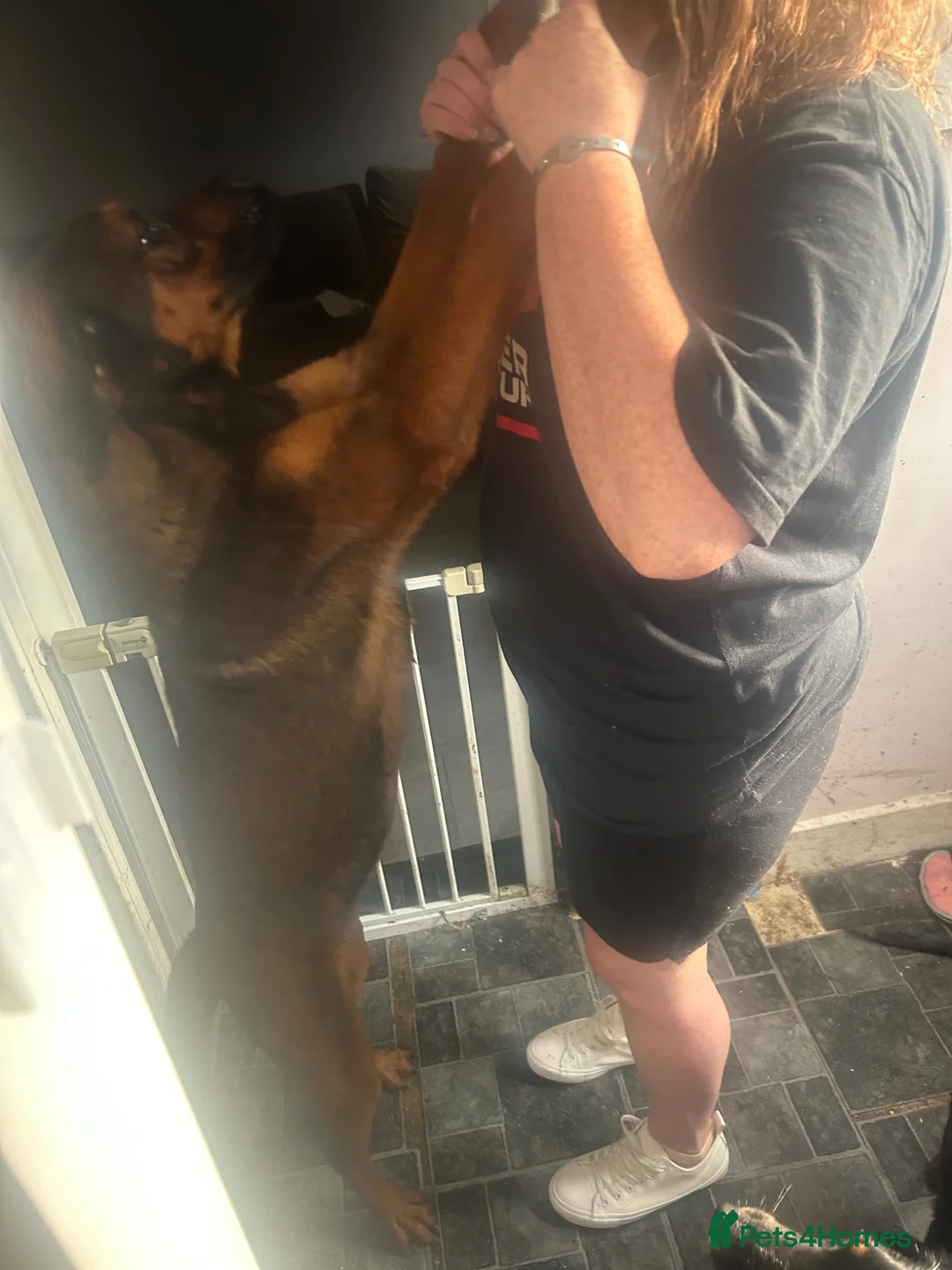 Mixed Breed dogs for sale: Rocky  - Advert 4