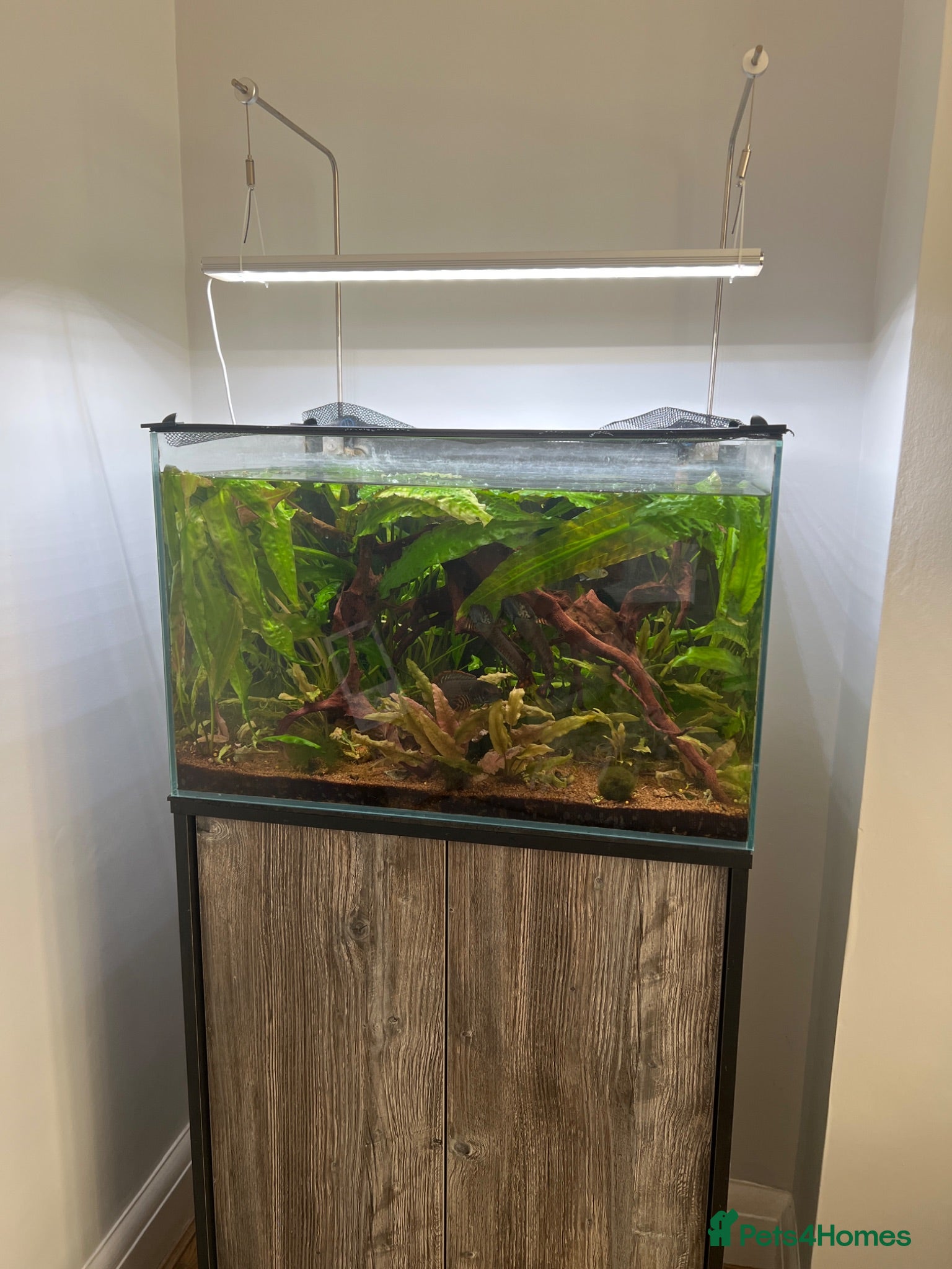 Other/Mixed Breed fish 90l spacer aquarium including fish - Advert 1