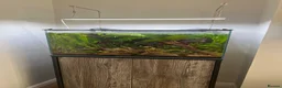 Other/Mixed Breed fish for sale: 90l spacer aquarium including fish - Advert 1