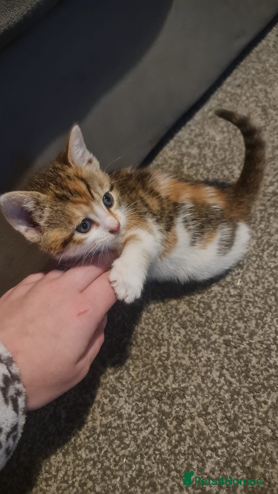 Ragdoll cats Ragdoll mix kittens - Advert 2