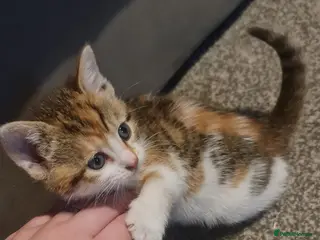 Ragdoll cats Ragdoll mix kittens - Advert 2