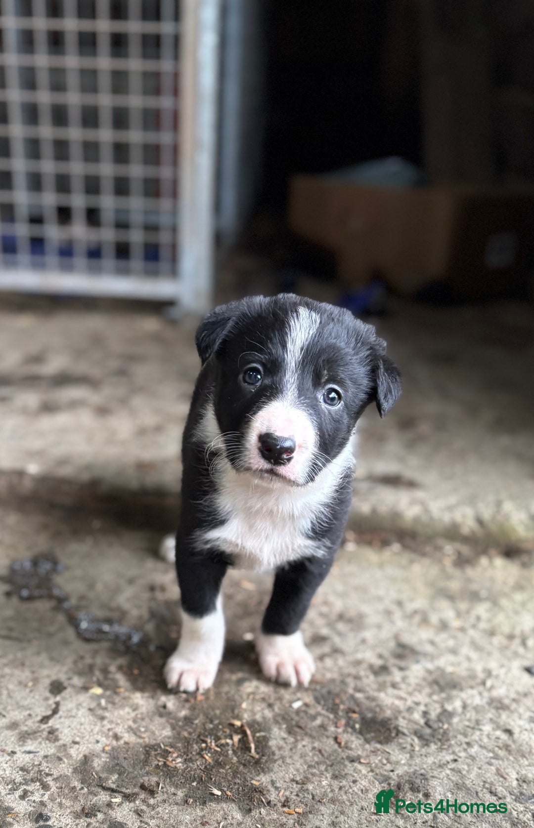 Border Collie dogs for sale: Collie puppies - Advert 2